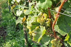 bodensee_6_20240927_1967864737