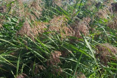 bodensee_1_20240927_1551863109