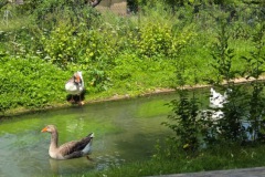 neckartal_2_20250619_1290401872