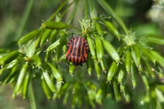 neckartal_2_20250619_1779035952