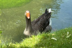 neckartal_4_20250619_1719872745